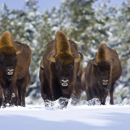 Les Granges De Bigose Pensionat