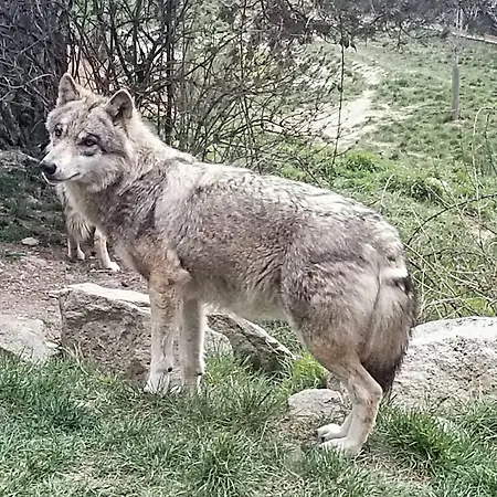 Les Granges De Bigose Πανσιόν Rimeize